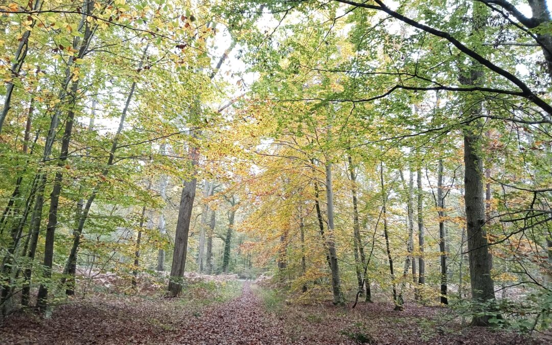 Marche et prière | de Melun à Bois-Le-Roi | Dimanche 24 novembre